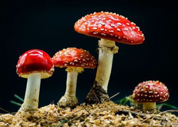 测试的美片儿