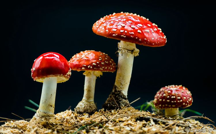 测试的美片儿