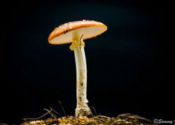测试的视点