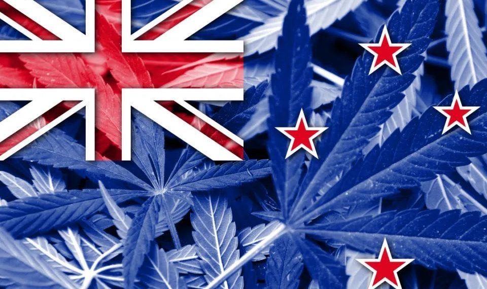 解读:大麻+安乐死公投结果出炉,这些人或成最大输家……