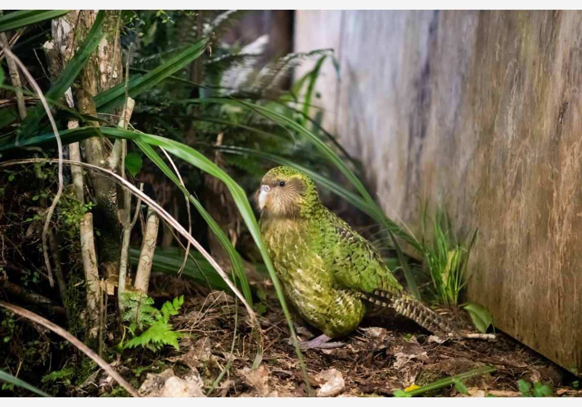 新西兰鸟类和野生动物完整指南 - 欧宝体育官网入口首页