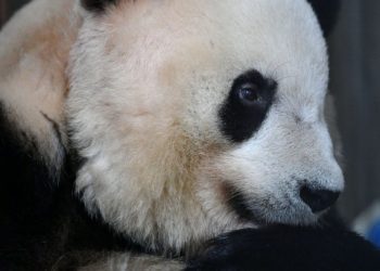 陕西：近5年来人工繁育大熊猫32只