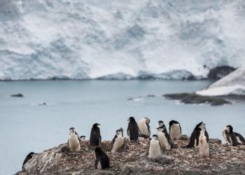 最后一片“净土”被新冠攻破 长城站还好吗？