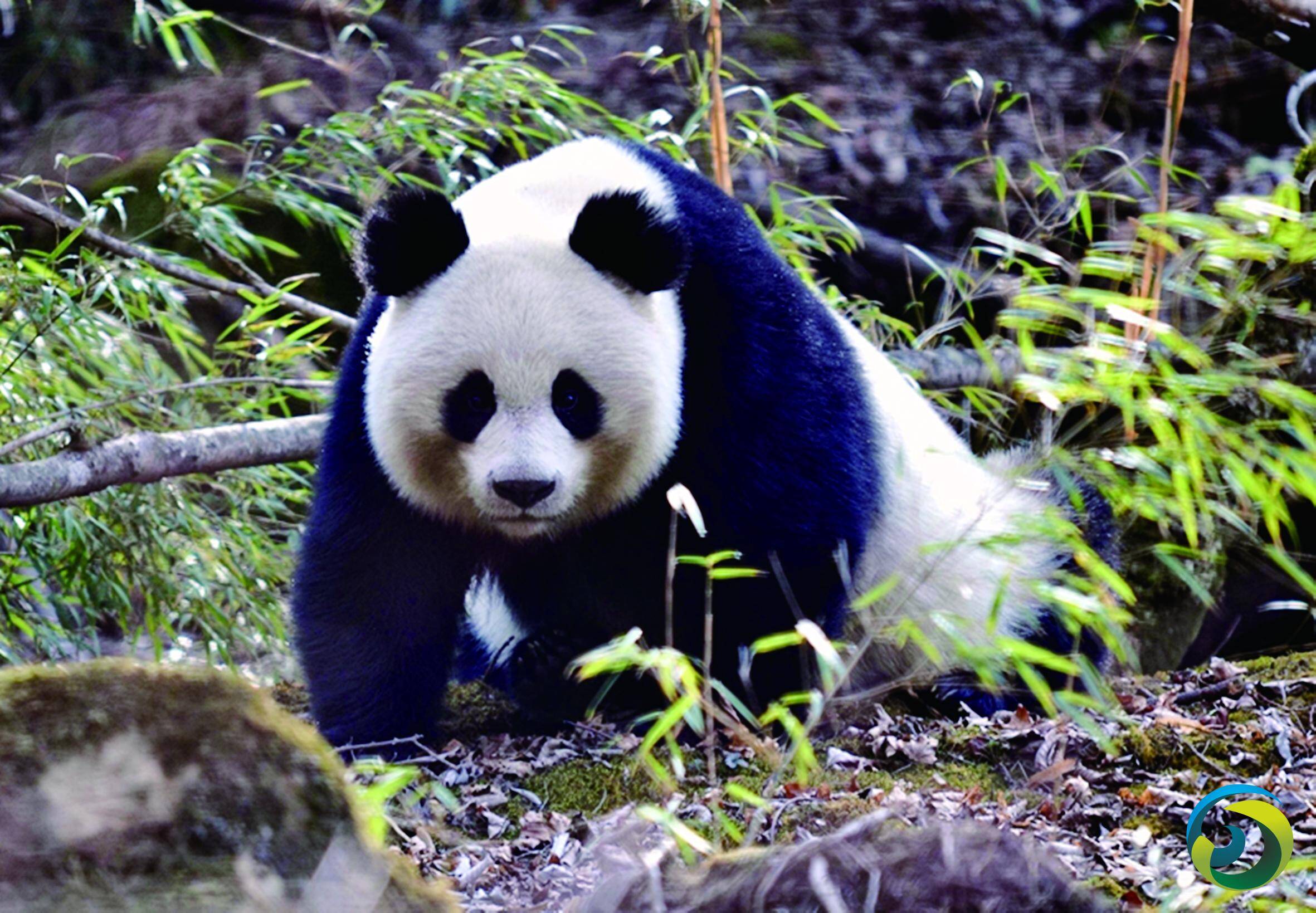 美动物园宣布归还两只大熊猫，动保组织：它们饱受折磨|孟菲斯动物园|大熊猫|动保_新浪新闻