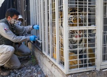 智利动物园老虎猩猩接种新冠疫苗　