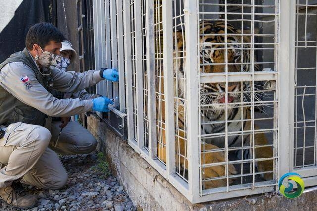 智利动物园老虎猩猩接种新冠疫苗　