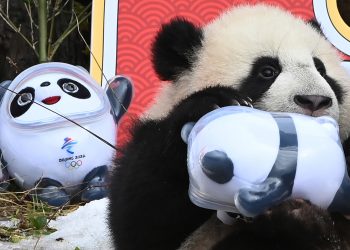 四川：20只新生大熊猫“拜年”贺新春迎冬奥（多图）