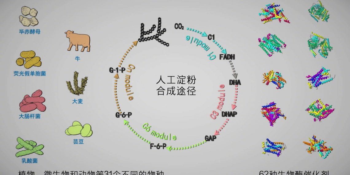 “二氧化碳人工合成淀粉”等入选2021年度中国生命科学十大进展