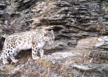 西藏丁青怒江河谷雪豹、金钱豹等大型食肉动物同域共存