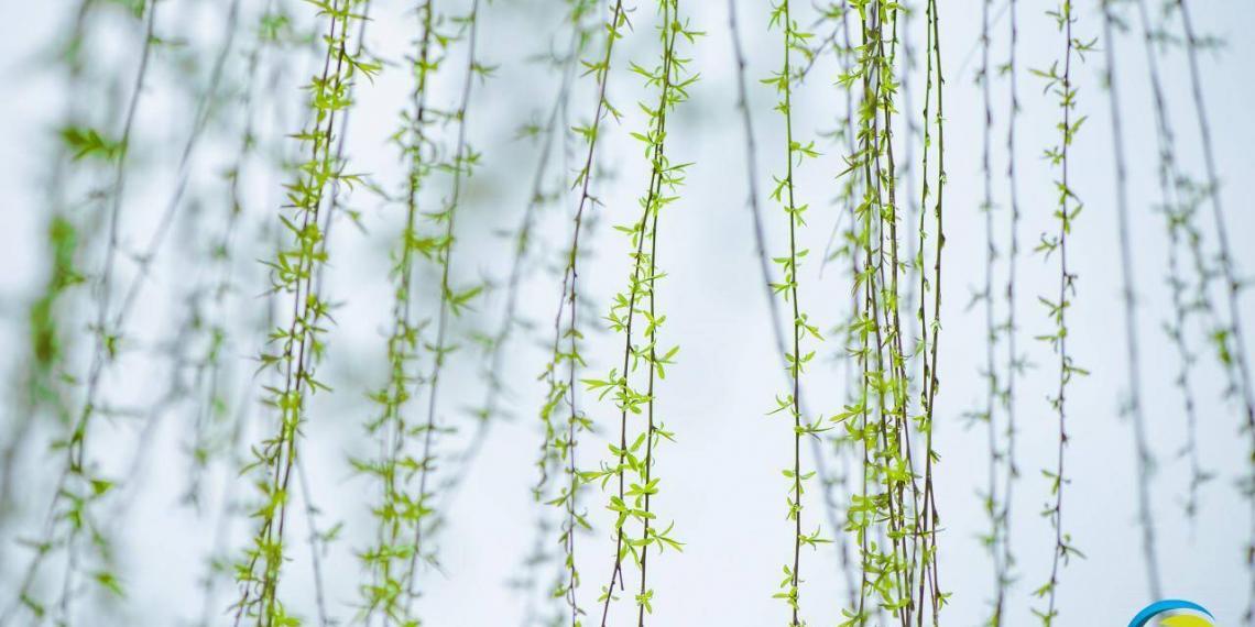 二十四节气在当代中国社会延续强大生命力