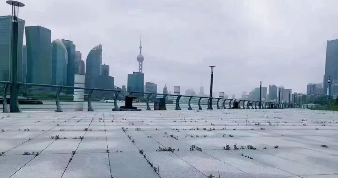 上海辟谣说“外滩没长草”，网友却有另外的看法