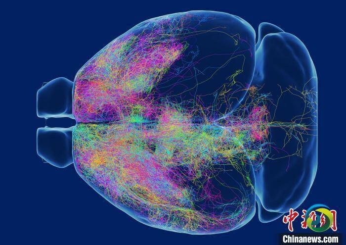 中国科学家给大脑绘制“高清图谱” 有助启发新一代人工智能