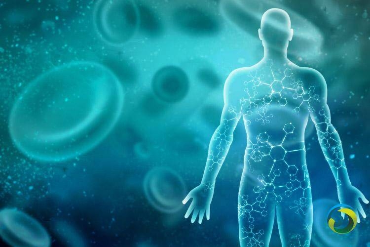 澳研究有望用于开发新冠免疫疗法