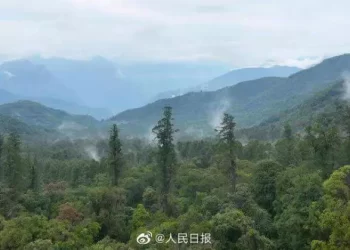 西藏墨脱县发现中国大陆已知最高的树 树高76.8米