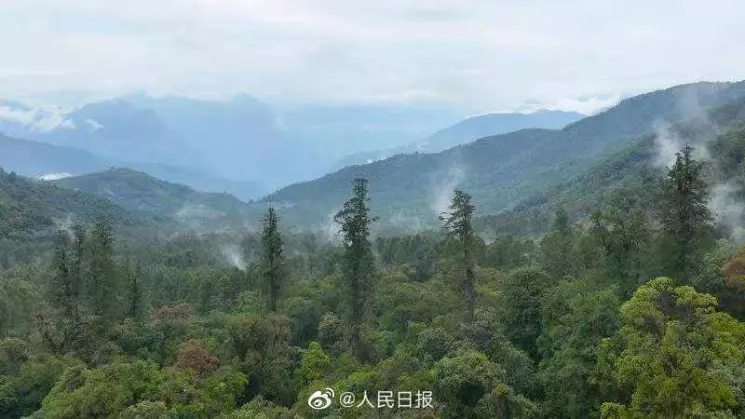 西藏墨脱县发现中国大陆已知最高的树 树高76.8米
