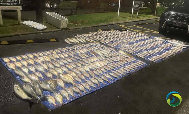 超过个人每日限制 45 倍！奥克兰非法捕鱼者面临起诉
