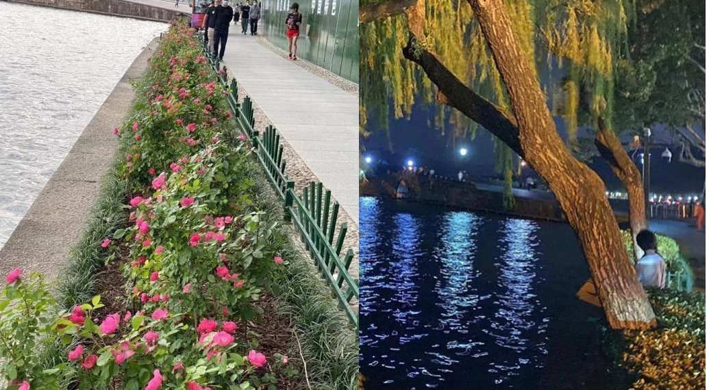 浙江杭州西湖边移栽七棵柳树引发争议 景区承诺补种