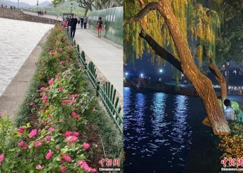 浙江杭州西湖边移栽七棵柳树引发争议 景区承诺补种