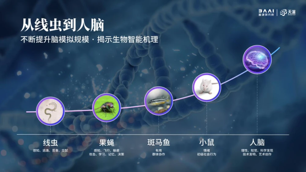 生物精度最高“智能线虫”诞生