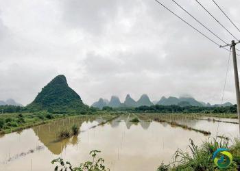 暴雨及減產致時菜價格飆升　兩廣菜場：盡力保障蔬菜供港