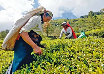 斯里兰卡宣布政府雇员每周五放假务农