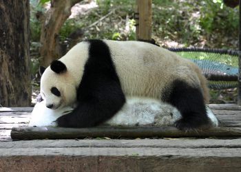 广东高挂逾百个高温警报 地表温度最高超50℃