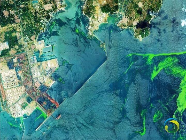 卫星直击浒苔侵袭青岛附近海域（+长图）
