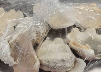 新西兰：两名旅行者因未申报受保护的珊瑚贝壳而被罚款