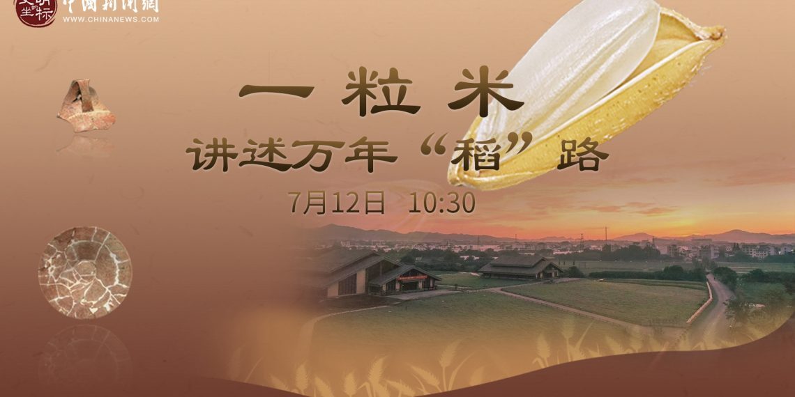 一粒碳化稻米讲述万年“稻”路——直播室带您一探究竟！