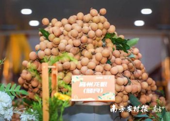 珠水见证，满“眼”甜蜜！高州龙眼七夕告白大湾区