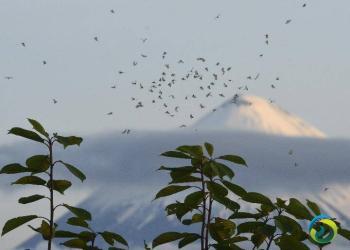 登欧亚大陆最高活火山 8人遇难