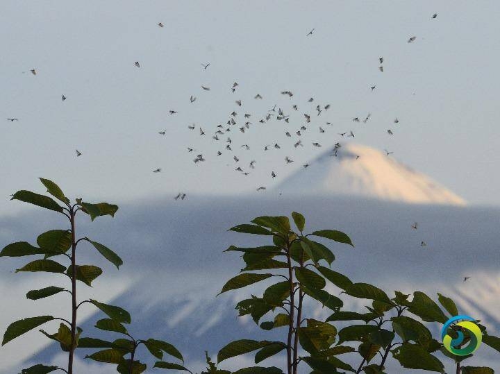 登欧亚大陆最高活火山 8人遇难