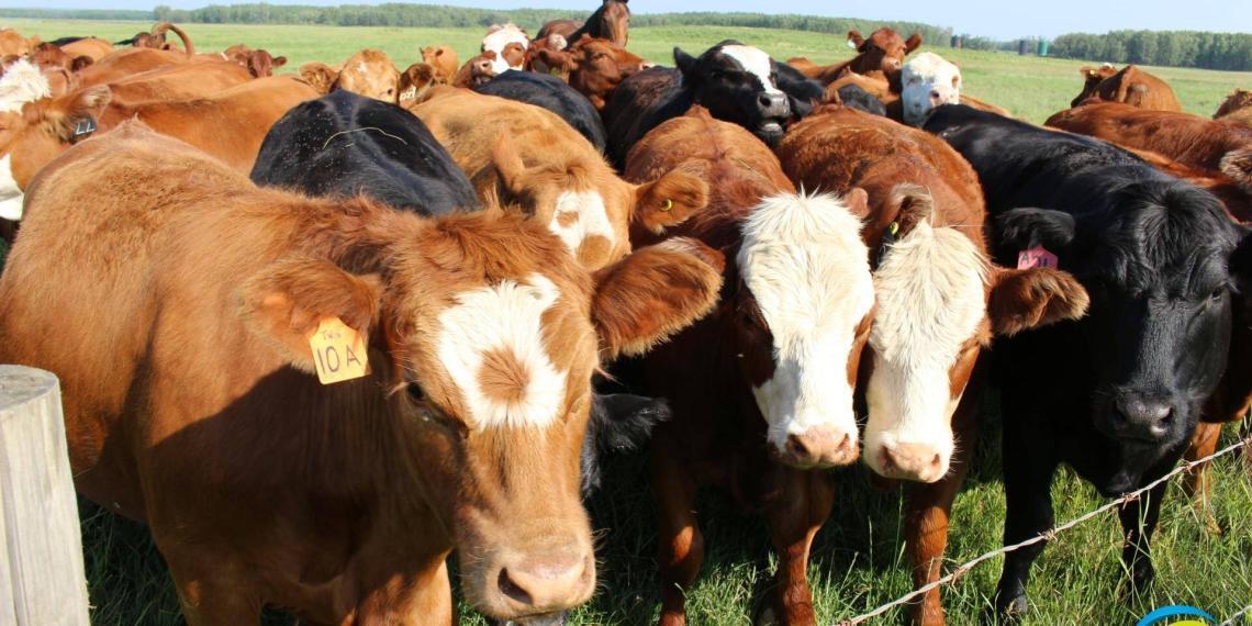 Roundup: Spread of lumpy skin disease among cattle continues in India, reaches Delhi