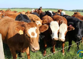 Roundup: Spread of lumpy skin disease among cattle continues in India, reaches Delhi