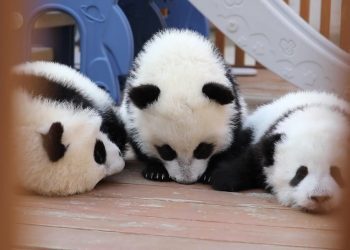 秦岭大熊猫再“添丁” 人工种群数量达41只（+视频）