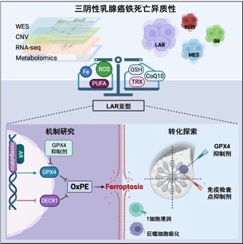 中国专家发现三阴性乳腺癌精准治疗新方向