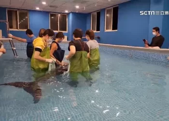 小抹香鲸幼崽搁浅台湾沙滩 母鲸陪伴遗憾双亡