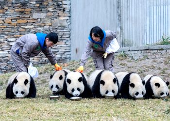 全球圈养大熊猫种群数量达到673只 十年增长近一倍