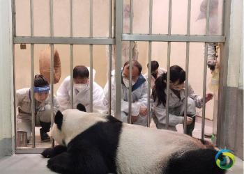 大陆专家：赠台大熊猫“团团”身体状况逐渐向好