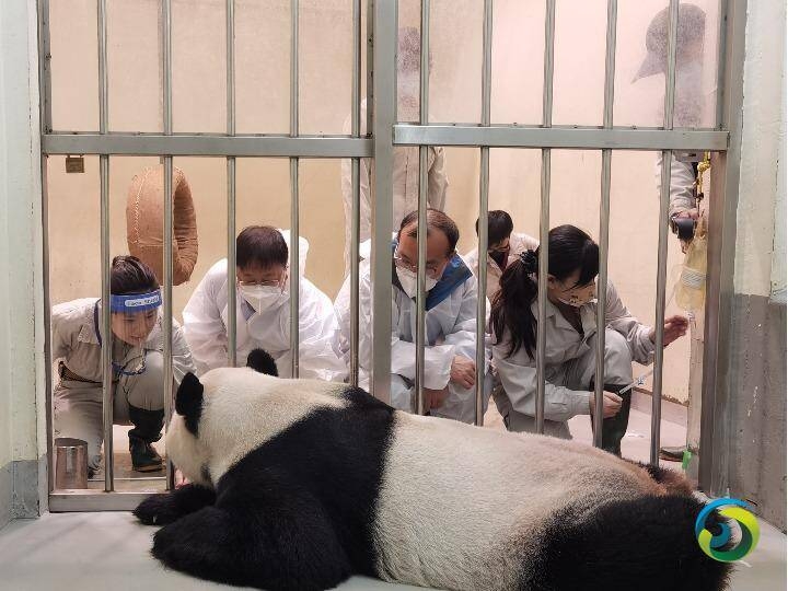 大陆专家：赠台大熊猫“团团”身体状况逐渐向好