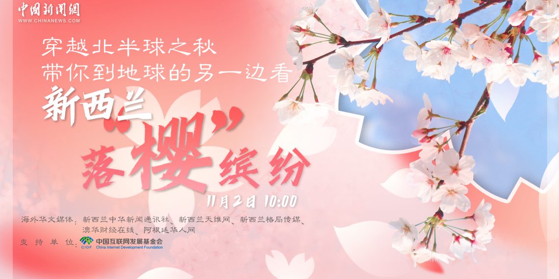 中新网直播：带你到地球的这一边，看新西兰落“樱”缤纷