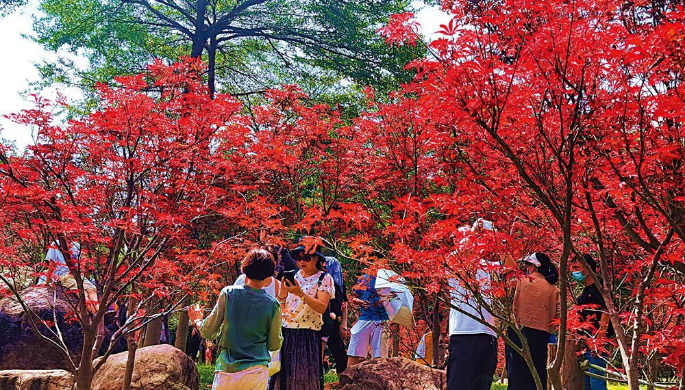 南粵多姿彩 賞「紅」正當時