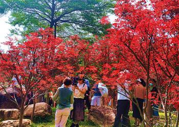 南粵多姿彩　賞「紅」正當時