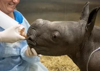 A staff member takes care of a female southern white rhino calf, born on March 21, 2023, at the veterinary facility of Werribee Open Range Zoo in Victoria, Australia, March 22, 2023