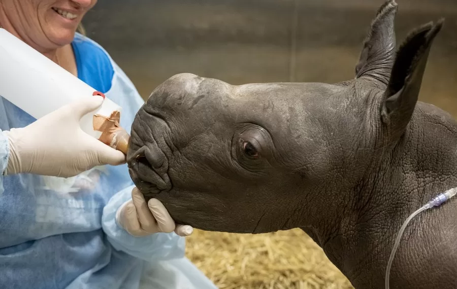 A staff member takes care of a female southern white rhino calf, born on March 21, 2023, at the veterinary facility of Werribee Open Range Zoo in Victoria, Australia, March 22, 2023