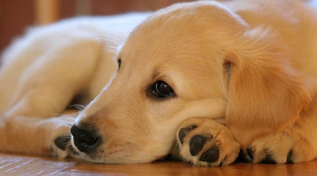 puppy-dog-pet-young