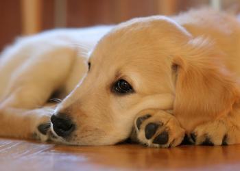 puppy-dog-pet-young