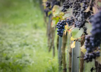 wine-grapes-pinot-noir-vine