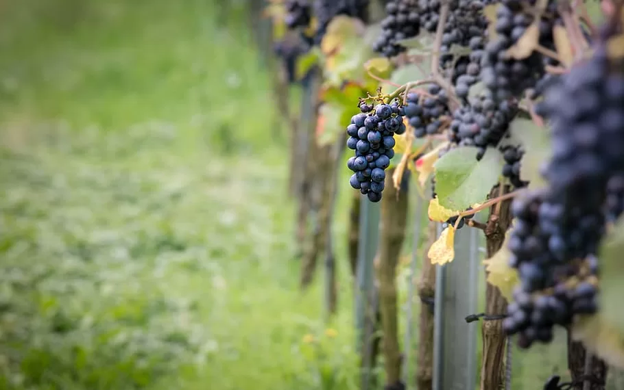 wine-grapes-pinot-noir-vine