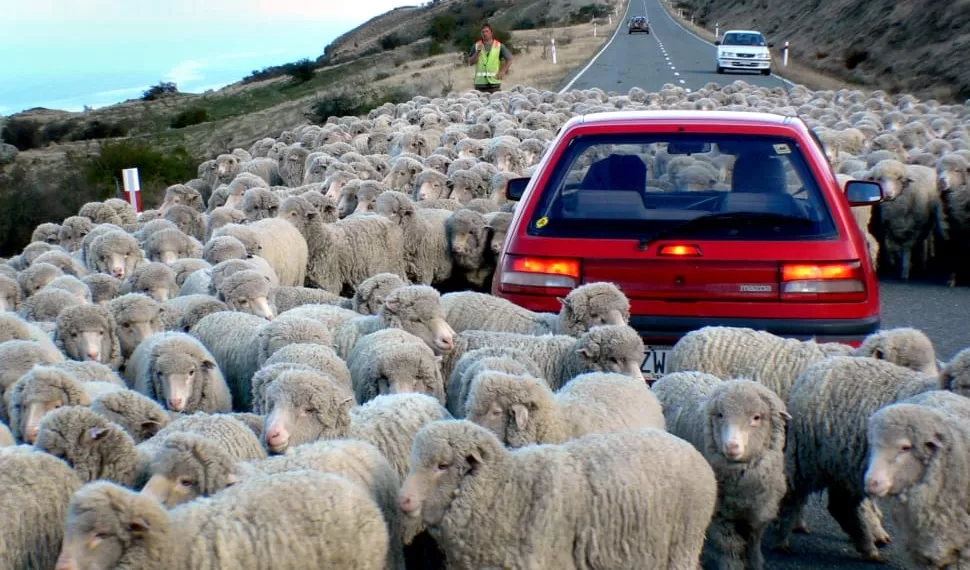 Down a rural road.NZ, driving in sheeps